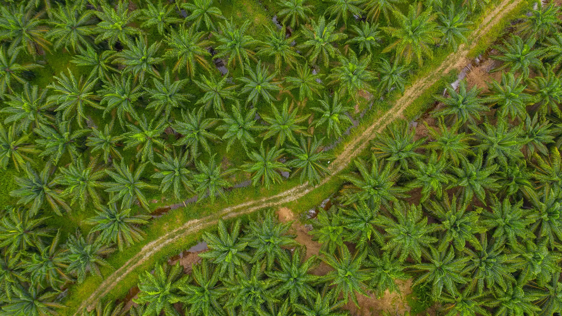Werden im Kampf gegen die Entwaldung künftig genauer überwacht: Palmöl-Plantage in Asien